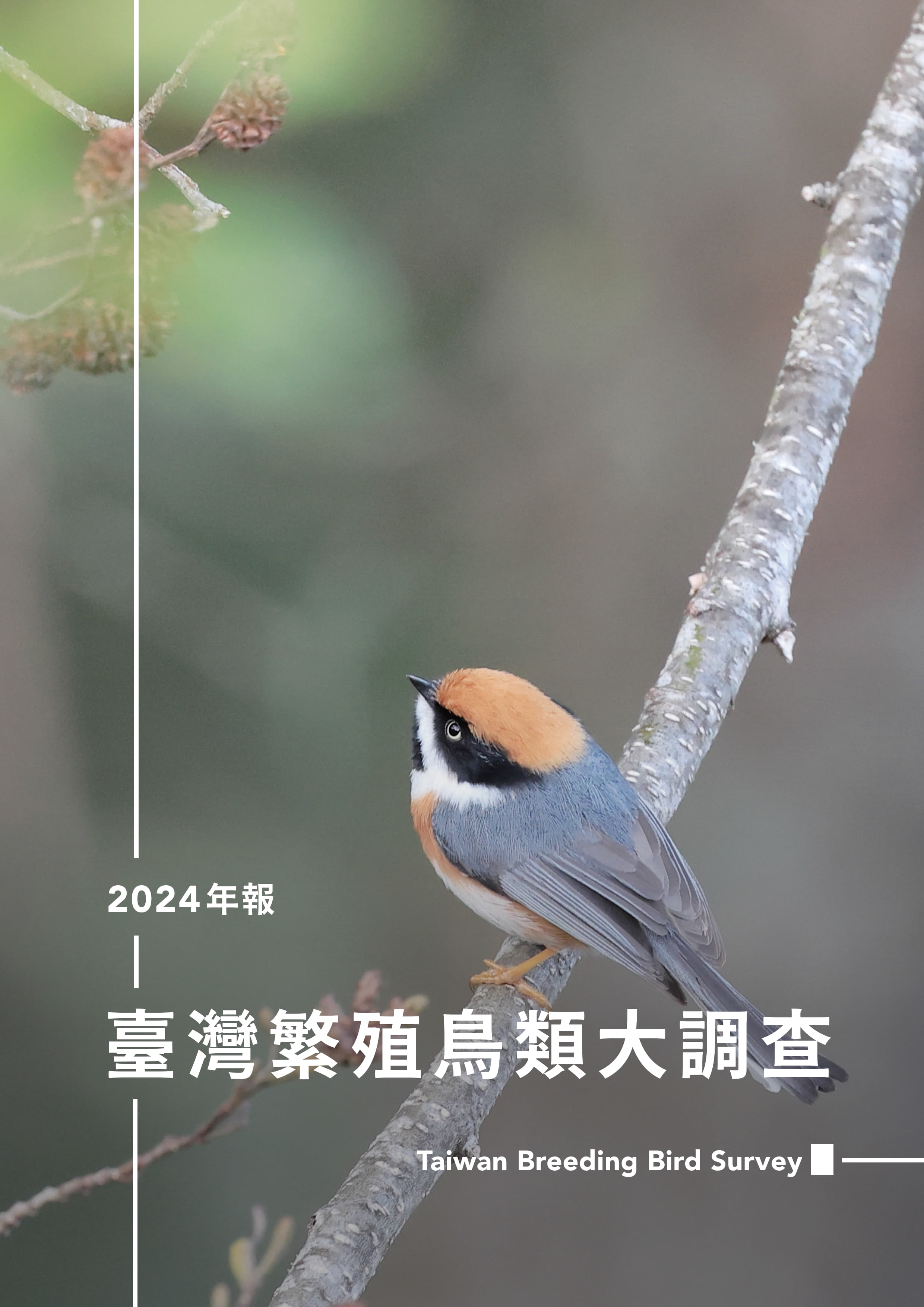 臺灣繁殖鳥類大調查2024年報