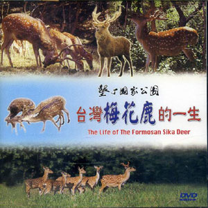 台灣梅花鹿的一生