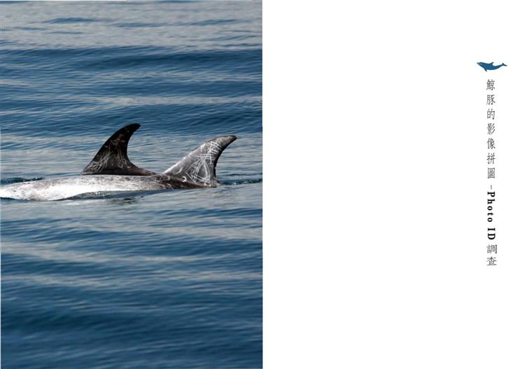 《鯨豚，海洋，漁人》鯨豚照片