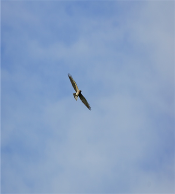 灰面鵟鷹通常於十月飛抵墾丁，故又稱作「國慶鳥」