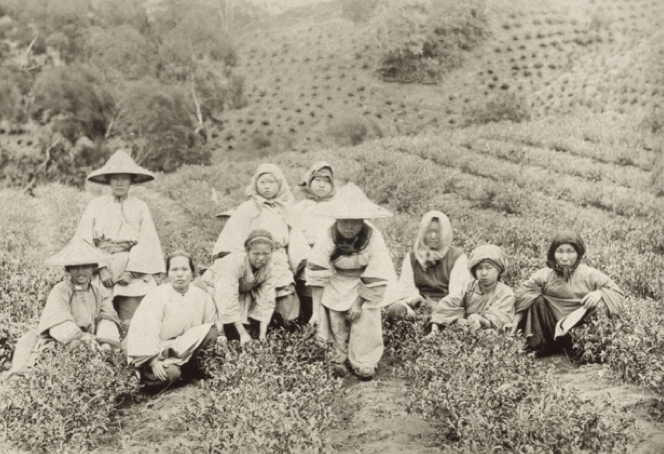 1895年，美國攝影師喬治‧普萊斯（George Price）拍攝大屯山上的茶園與採茶者，證明清代陽明山地區曾發展茶業的事實。圖中可見勞動者皆為女姓（陳志豪提供）