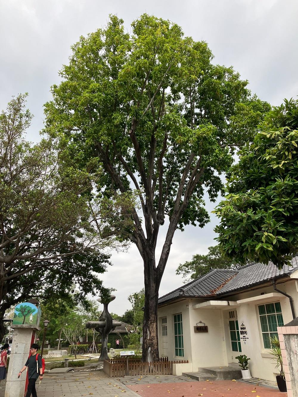 勝利星村百年老樹——白玉蘭花樹