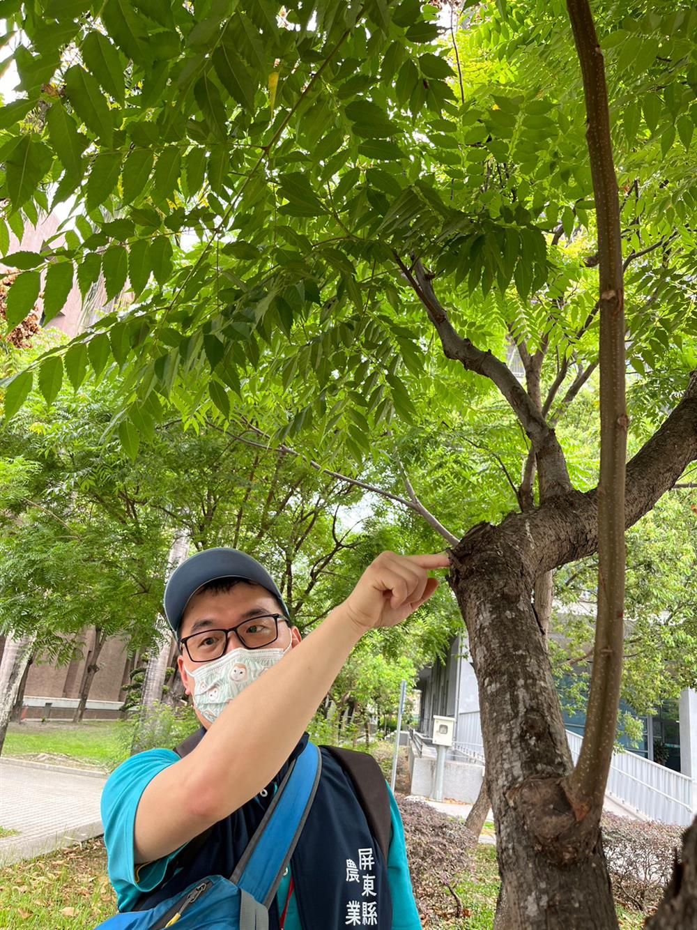 技士黃勝隆為我們說明如何正確修剪景觀樹木。