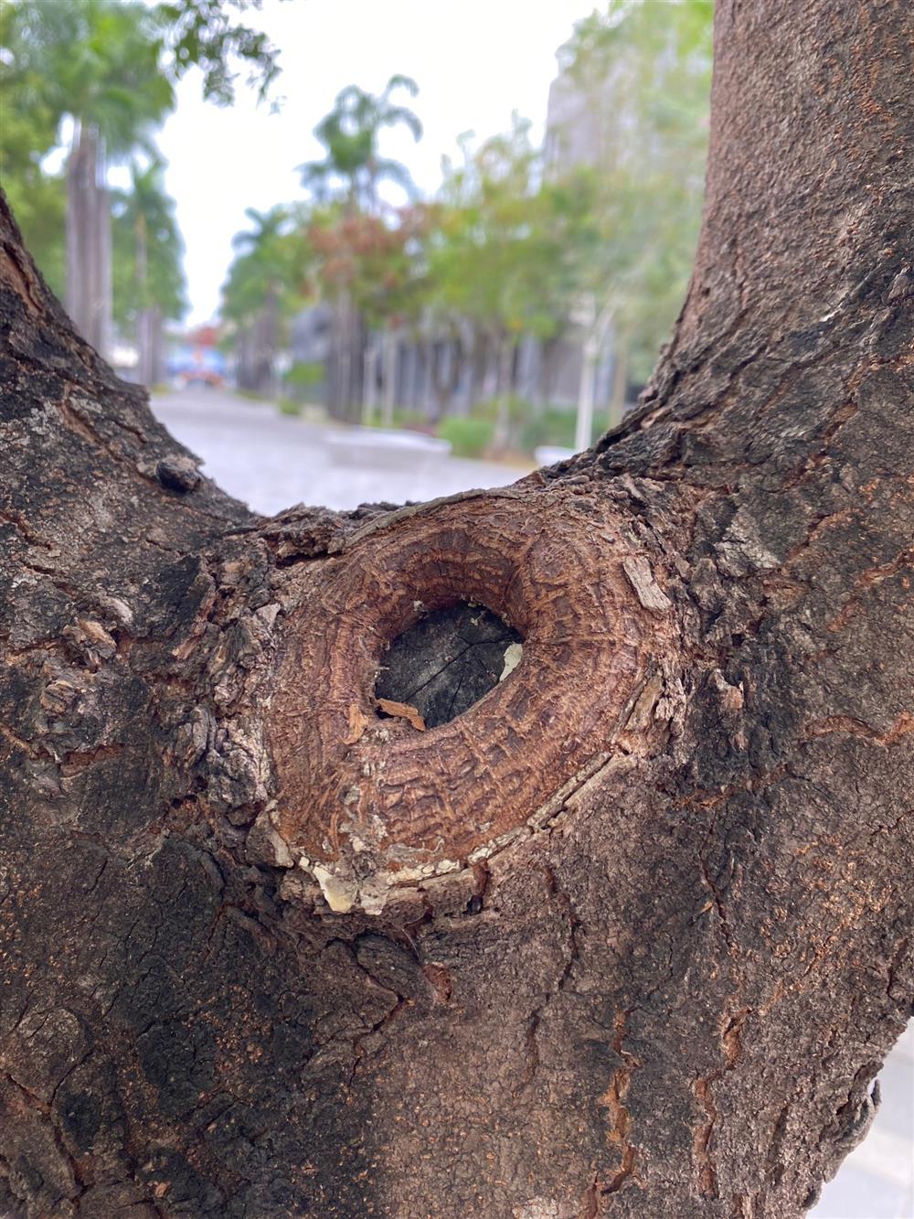 樹木傷口以同心圓包覆