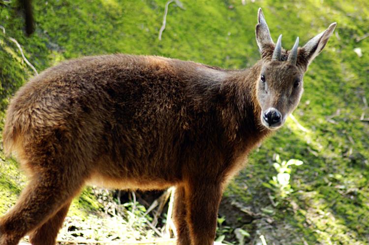 據報導，曾在玉山國家公園登山口附近出沒的國寶級牛科野生動物「長鬃山羊」。