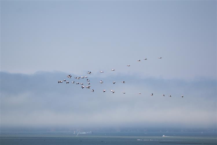 鳥類遷徙照片