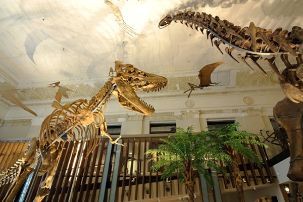 土銀展示館裡的恐龍化石。（臺博館／提供）