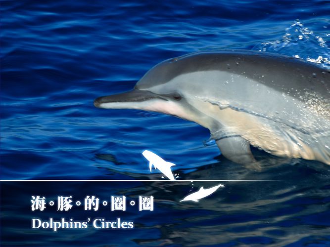 《海豚的圈圈》是「國內第一部中文版的鯨豚主題紀錄片」（圖片來源：黑潮文教基金會）