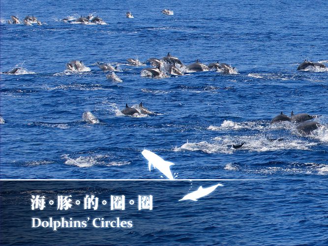 《海豚的圈圈》是「國內第一部中文版的鯨豚主題紀錄片」（圖片來源：黑潮文教基金會）